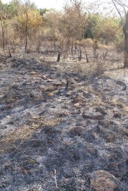 Stone enclosure after fire clearance Stone enclosure after fire clearance